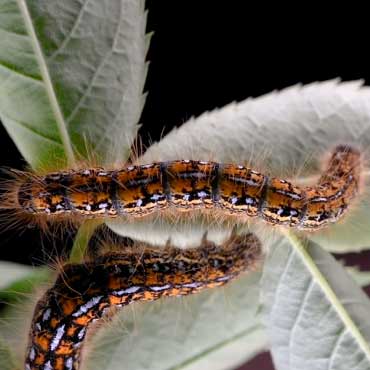 Western tent caterpillars close up.