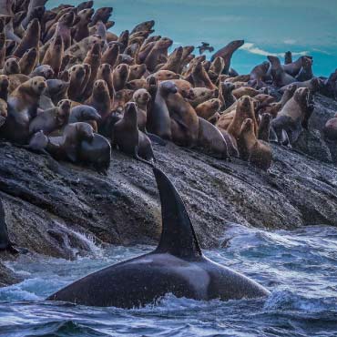 A group of seals resting on a rock by the ocean, while whale swiming by.