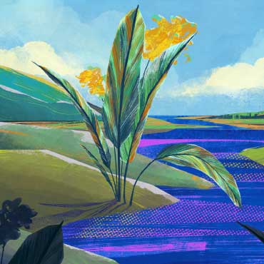 Illustration of a plant