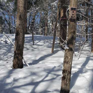 Camera monitoring trees in the forest