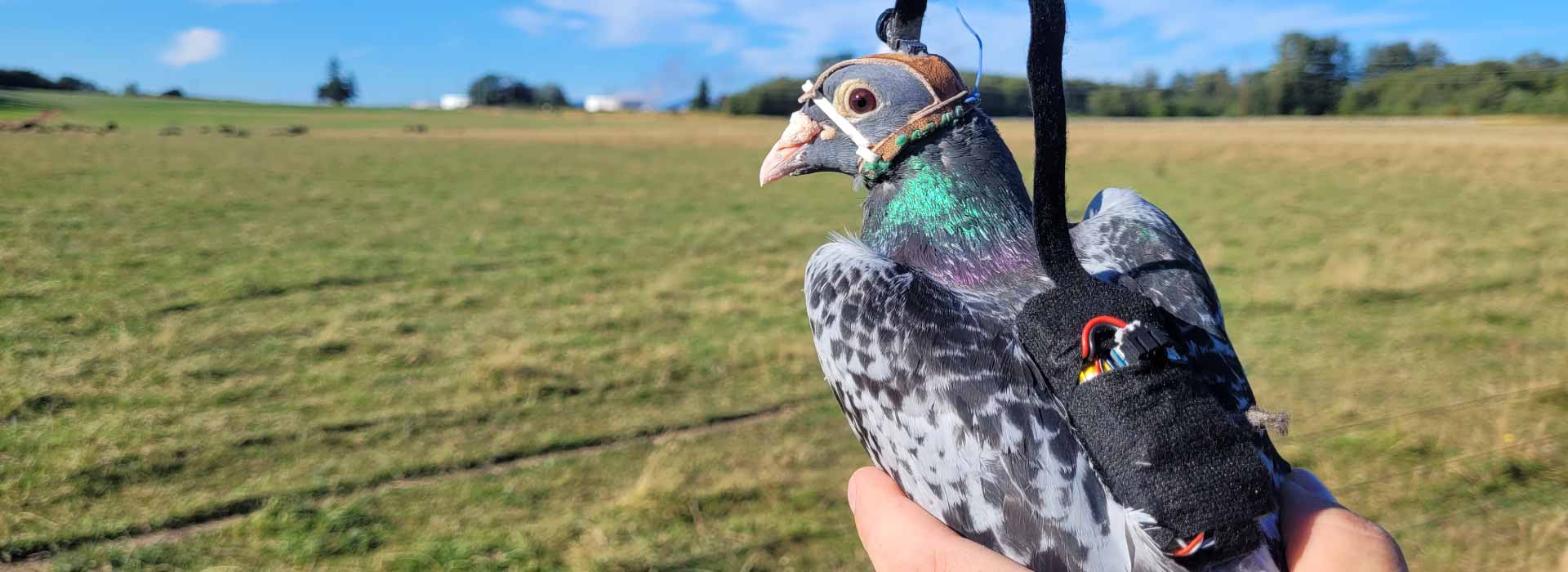 Pigeon wearing hand-sewed custom falconry-style hood and miniature backpack for UBC research.