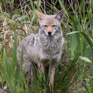 Coyote standing in tall grass, alert and looking ahead.