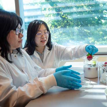 UBC scientists Ivy Chiu and Dr. Tianxi Yang in the lab.