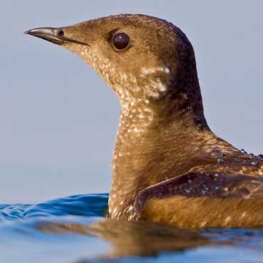 marbled murrelet