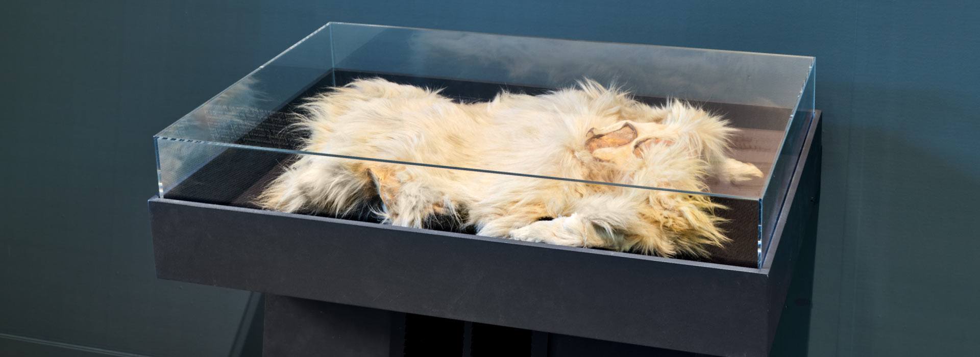 Woolly dog pelt displayed at the Museum of Anthropology